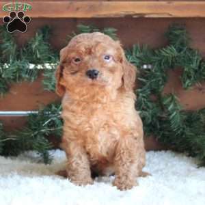 Hunter, Cavapoo Puppy