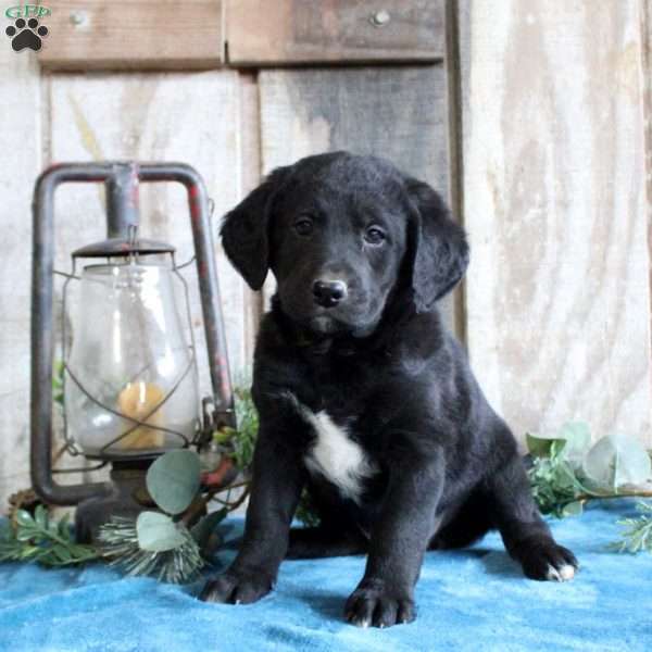 Hunter, Standard Poodle Mix Puppy