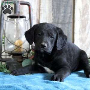 Hunter, Standard Poodle Mix Puppy