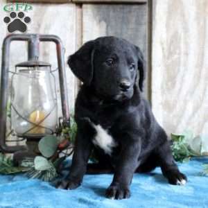 Hunter, Standard Poodle Mix Puppy