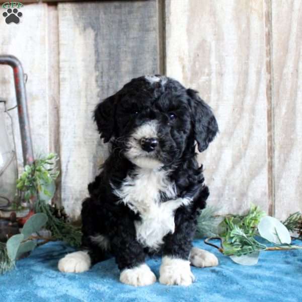 Huxley, Standard Poodle Mix Puppy