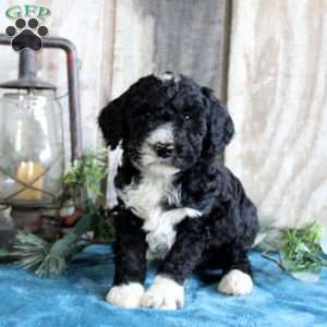 Huxley, Standard Poodle Mix Puppy