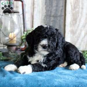 Huxley, Standard Poodle Mix Puppy