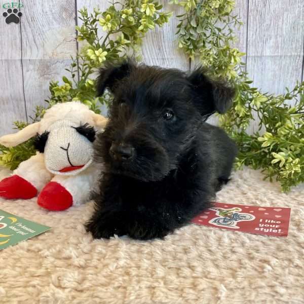 Ralph, Scottish Terrier Puppy