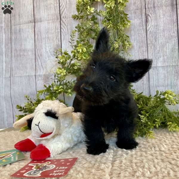 Roger, Scottish Terrier Puppy