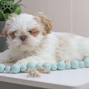 Tinker, Shih Tzu Puppy