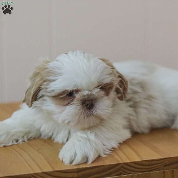 Tinker, Shih Tzu Puppy