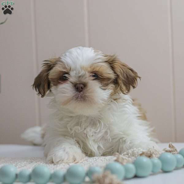 Tiny, Shih Tzu Puppy