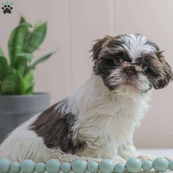 Trish, Shih Tzu Puppy