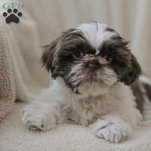 Trish, Shih Tzu Puppy