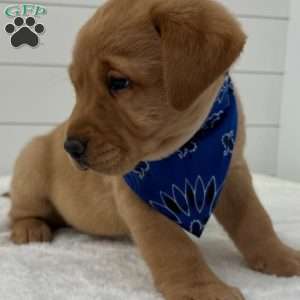 Finn, Fox Red Labrador Retriever Puppy