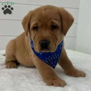Finn, Fox Red Labrador Retriever Puppy