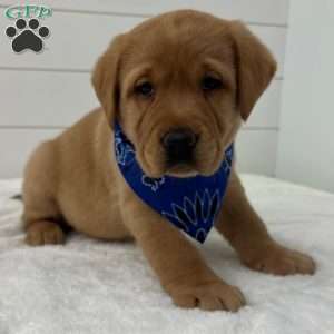 Finn, Fox Red Labrador Retriever Puppy