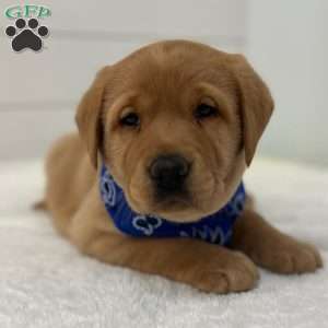 Finn, Fox Red Labrador Retriever Puppy