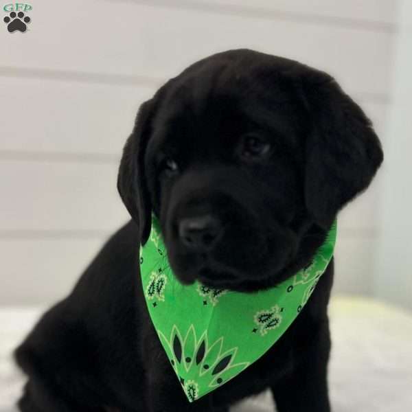 Fuji, Black Labrador Retriever Puppy