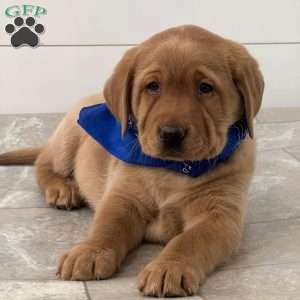 Finn, Fox Red Labrador Retriever Puppy