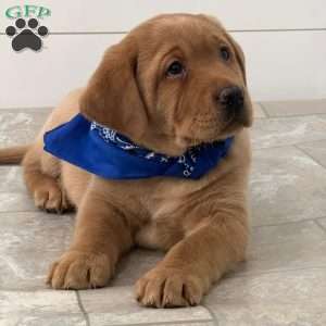 Finn, Fox Red Labrador Retriever Puppy