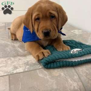 Finn, Fox Red Labrador Retriever Puppy