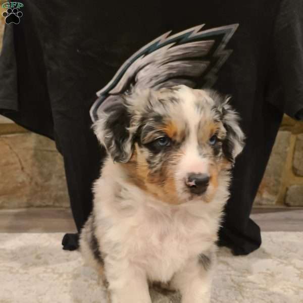 Barkley, Australian Shepherd Puppy