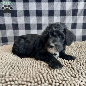 Stella, Mini Schnoodle Puppy