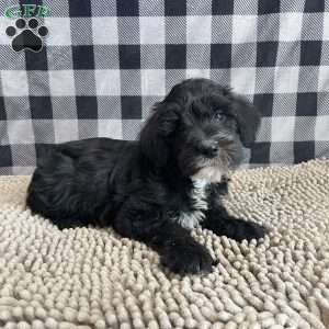 Stella, Mini Schnoodle Puppy