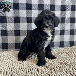 Stella, Mini Schnoodle Puppy