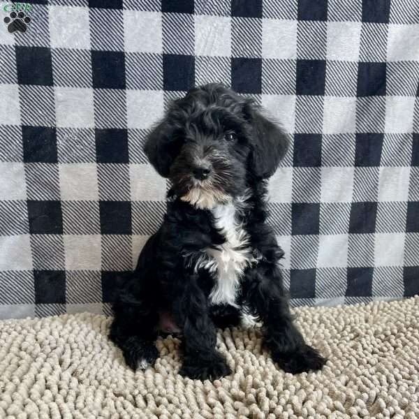 Stella, Mini Schnoodle Puppy