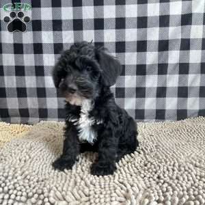 Stella, Mini Schnoodle Puppy