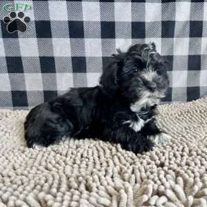 Sheila, Mini Schnoodle Puppy