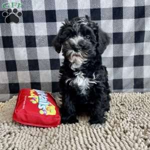 Sheila, Mini Schnoodle Puppy