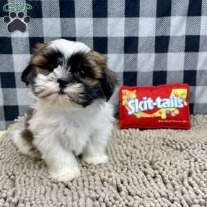 Martin, Shih Tzu Puppy