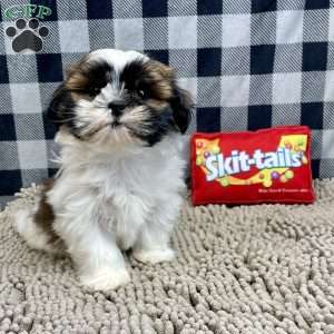 Martin, Shih Tzu Puppy