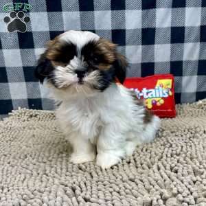 Martin, Shih Tzu Puppy