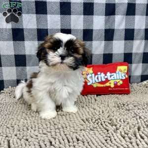 Martin, Shih Tzu Puppy