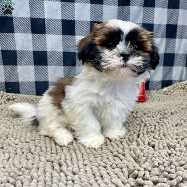 Martin, Shih Tzu Puppy