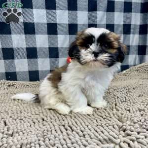 Martin, Shih Tzu Puppy