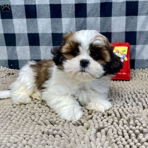 Maud, Shih Tzu Puppy