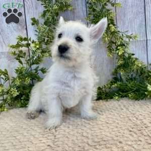 Lee, West Highland Terrier Puppy