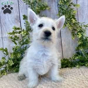 Lee, West Highland Terrier Puppy