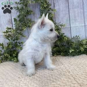 Lee, West Highland Terrier Puppy