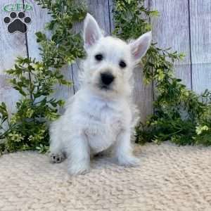 Lee, West Highland Terrier Puppy