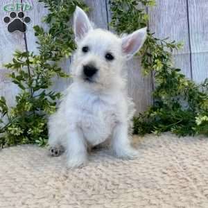 Lee, West Highland Terrier Puppy