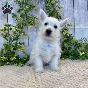 Lee, West Highland Terrier Puppy