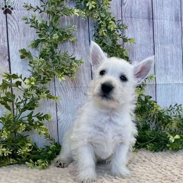 Lee, West Highland Terrier Puppy