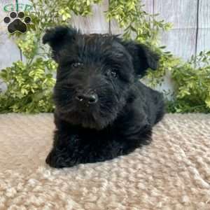 Andy, Scottish Terrier Puppy