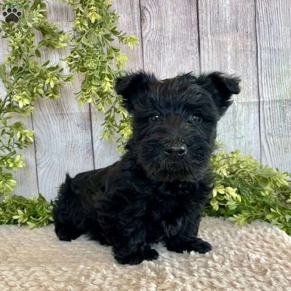 Andy, Scottish Terrier Puppy