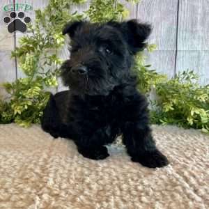 Andy, Scottish Terrier Puppy