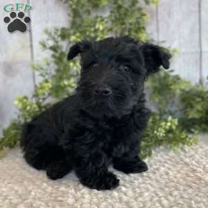 Andy, Scottish Terrier Puppy