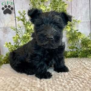 Andy, Scottish Terrier Puppy