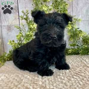 Andy, Scottish Terrier Puppy